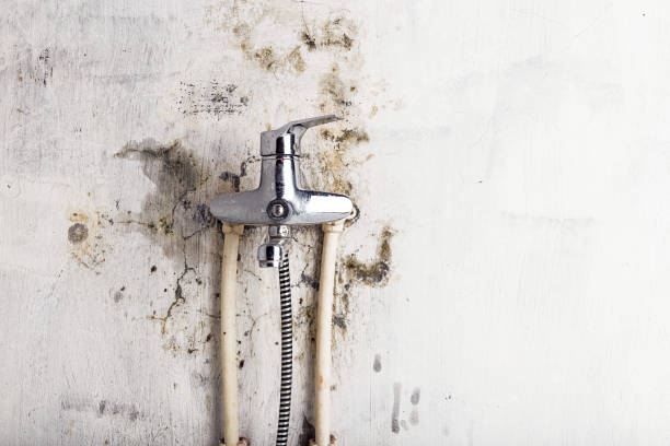 Best Certified Mold Removal  in Arden Arde, CA