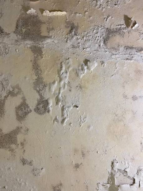 Best Professional Mold Removal  in Arden Arde, CA
