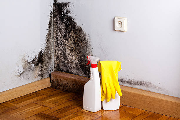 Best Attic Mold Removal  in Arden Arde, CA