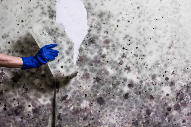 Best Mold Damage Repair  in Arden Arde, CA